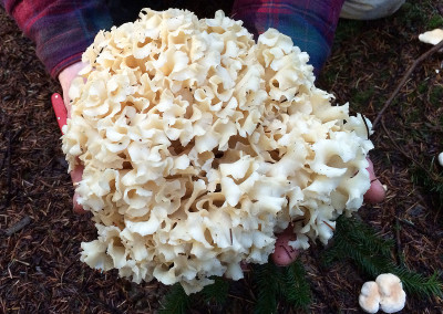 Cauliflower mushrooms, Sprockids, Sunshine Coast, BC, Canada