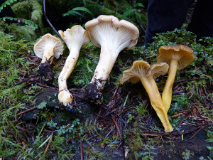 Chanterelles, Winter Chanterelle mushrooms, Sunshine Coast, BC, Canada