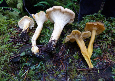 Chanterelles, Winter Chanterelle mushrooms, Sunshine Coast, BC, Canada