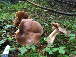 Winter Chanterelle mushrooms, Sunshine Coast, BC, Canada