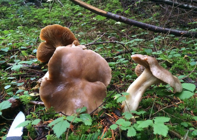 Winter Chanterelle mushrooms, Sunshine Coast, BC, Canada