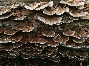 Coriolus mushrooms, Sunshine Coast, BC, Canada