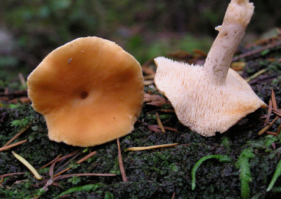 Hedgehog mushrooms, Sunshine Coast, BC, Canada
