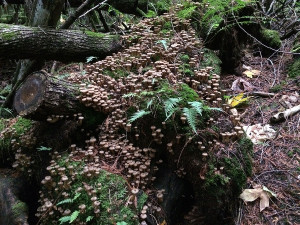 Honey mushrooms, Sunshine Coast, BC, Canada