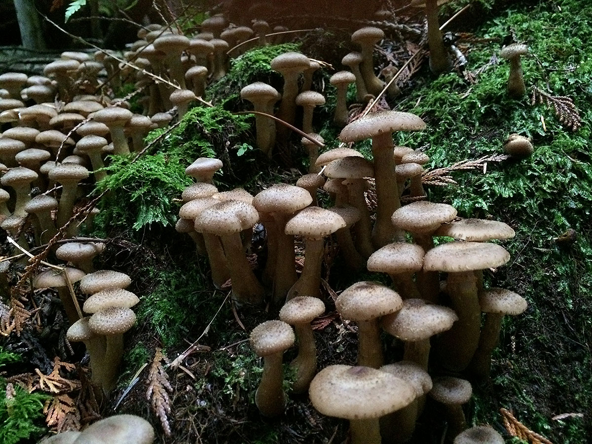 honey mushrooms 0555