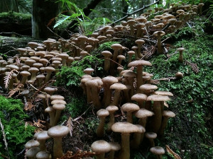 Honey mushrooms, Sunshine Coast, BC, Canada