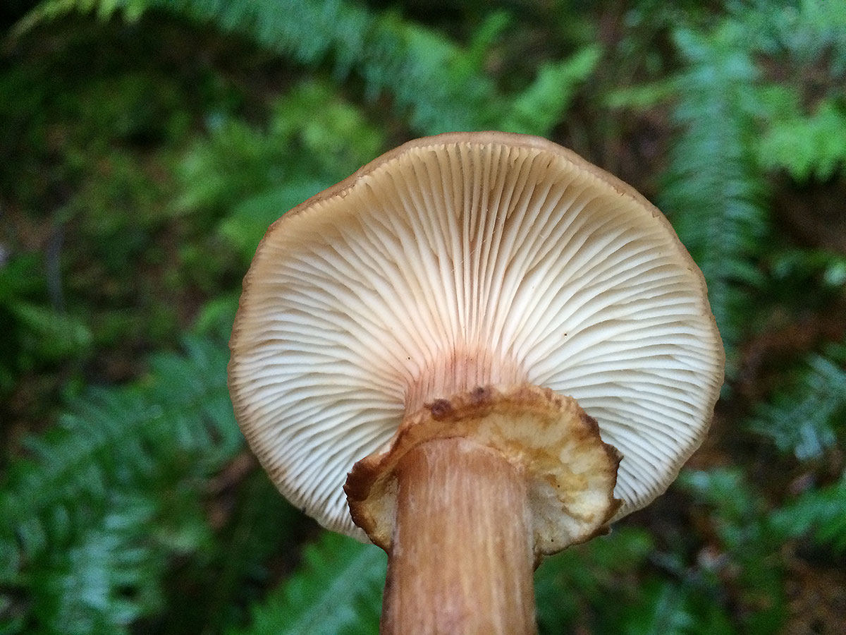 honey mushrooms 0568