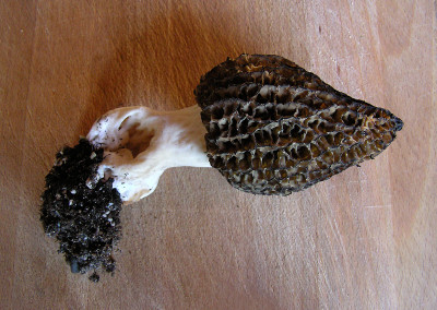 Morel mushrooms, Sunshine Coast, BC, Canada
