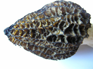 Morel mushrooms, Sunshine Coast, BC, Canada