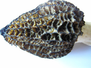 Morel mushrooms, Sunshine Coast, BC, Canada
