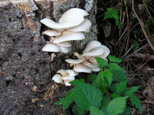Oyster mushrooms, Sunshine Coast, BC, Canada