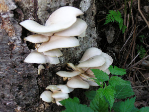 Oyster mushrooms, Sunshine Coast, BC, Canada