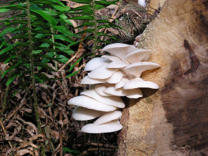 Oyster mushrooms, Sunshine Coast, BC, Canada
