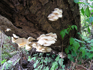 Oyster mushrooms, Sunshine Coast, BC, Canada