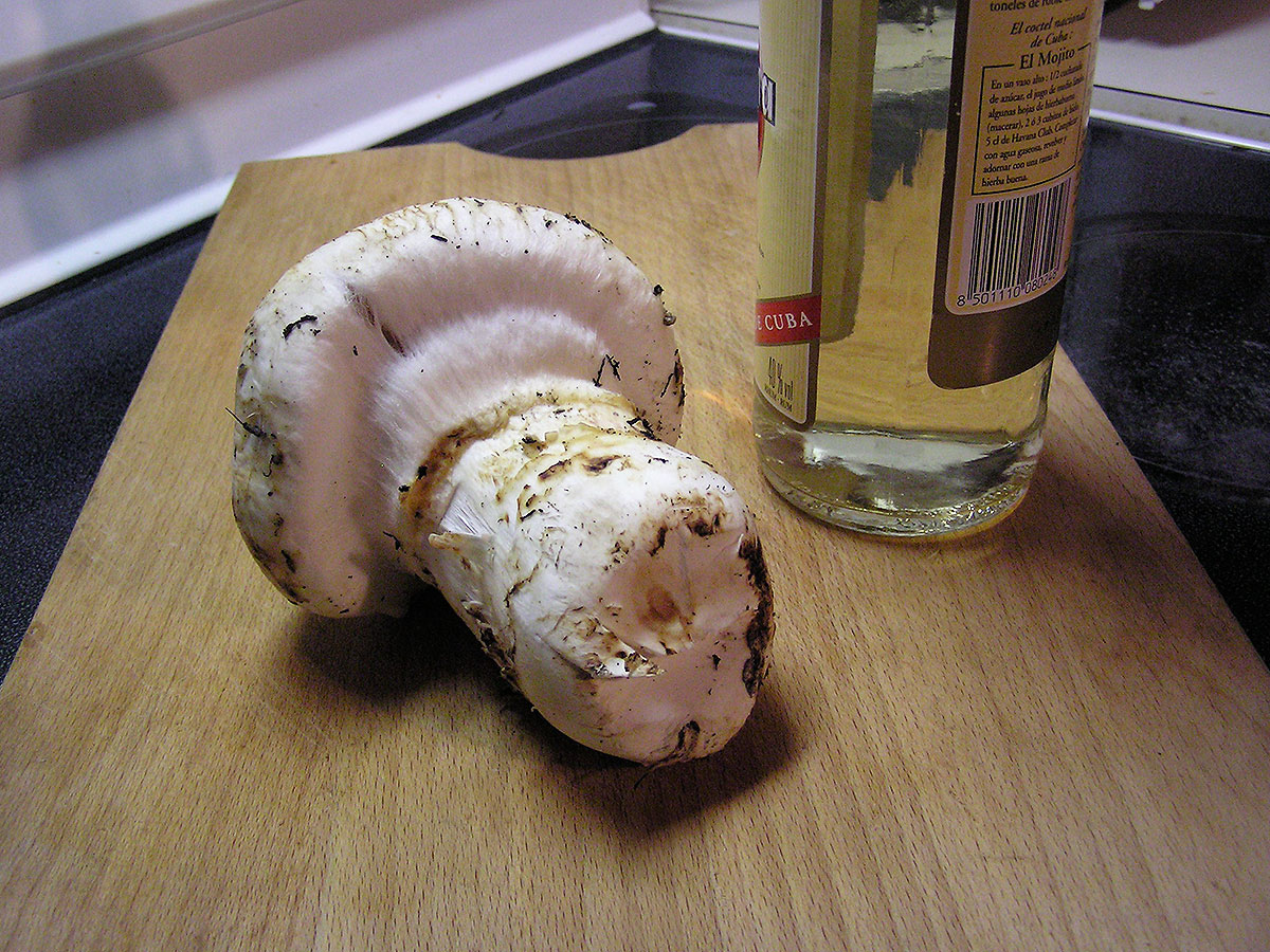 pine mushrooms 0037