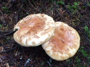 Pine mushrooms, Sunshine Coast, BC, Canada