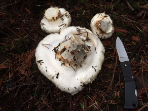 Pine mushrooms, Sunshine Coast, BC, Canada