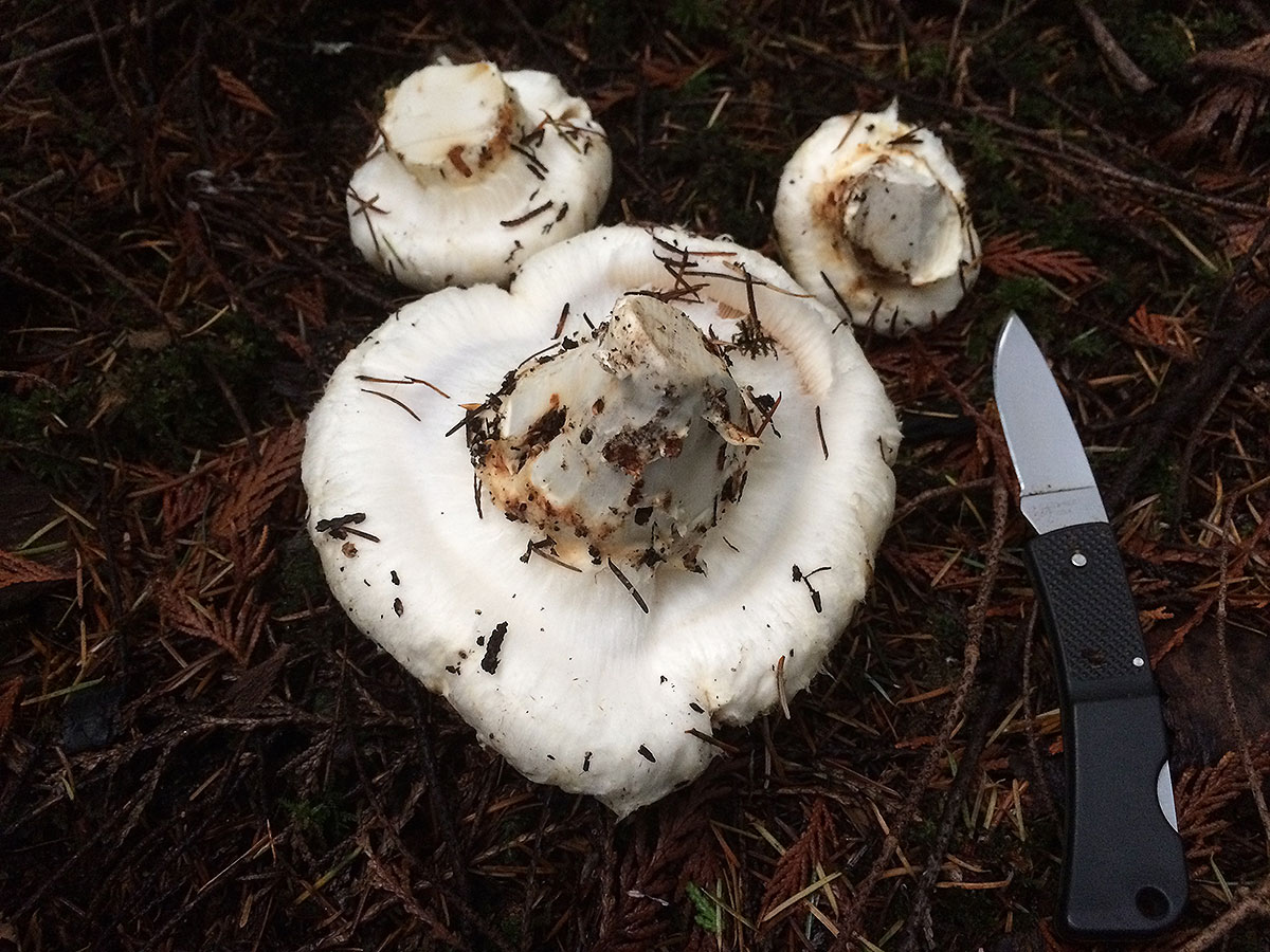 pine mushrooms 0643
