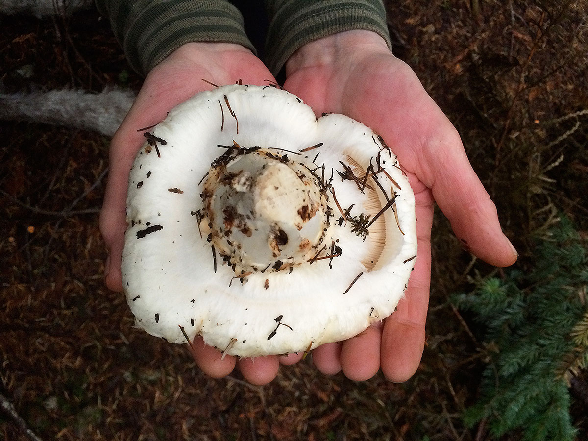 pine mushrooms 0650