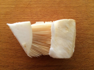 Pine mushrooms, Sunshine Coast, BC, Canada