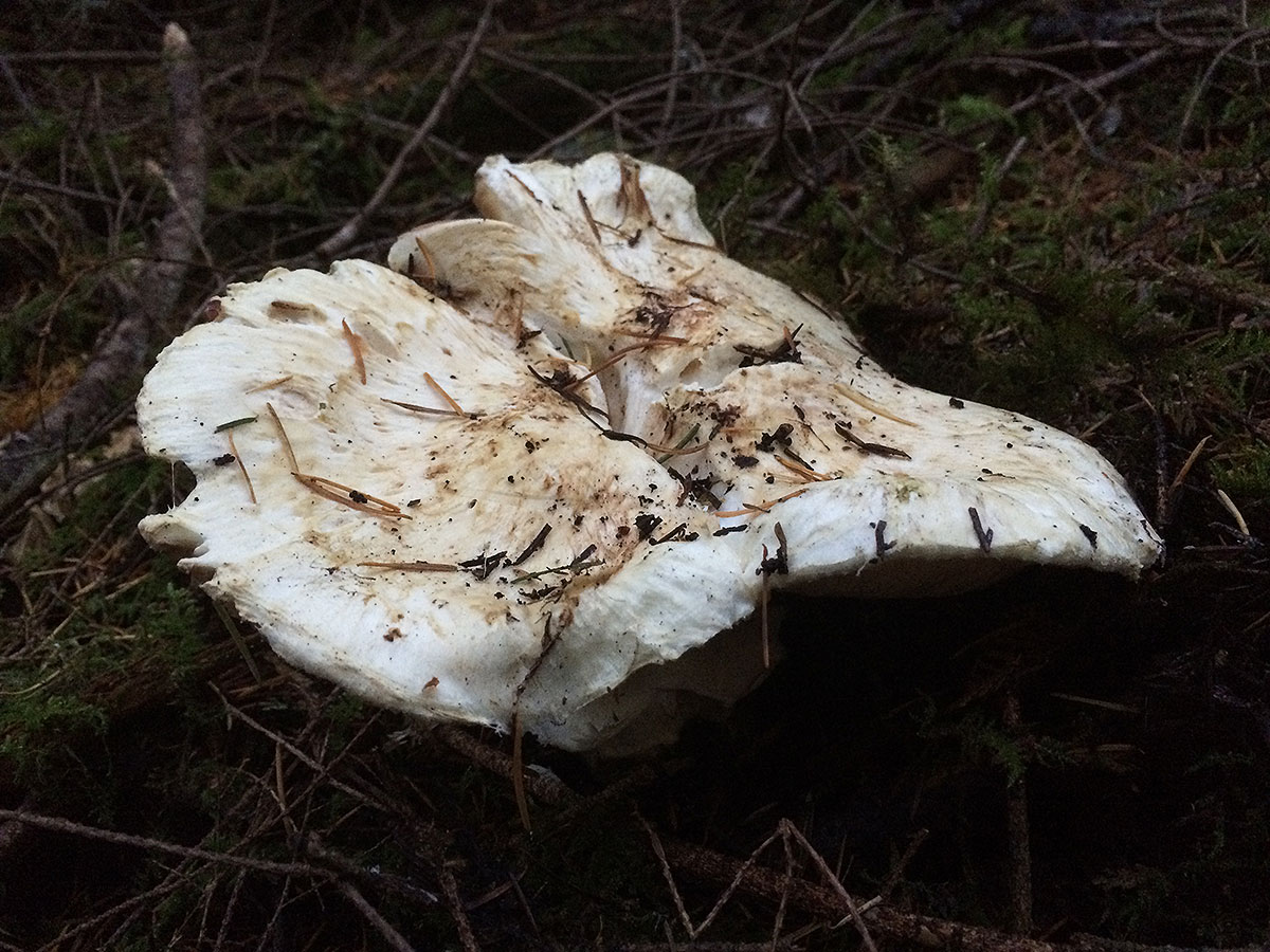 pine mushrooms 0704
