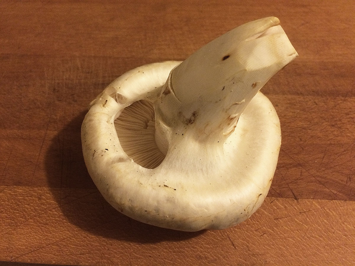 pine mushrooms 0716