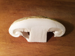 Pine mushrooms, Sunshine Coast, BC, Canada