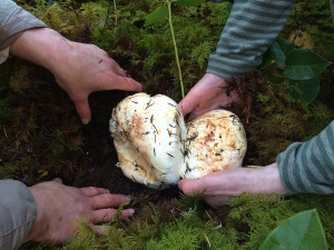 Pine mushrooms, Sunshine Coast, BC, Canada