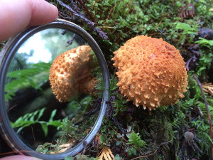 Bristly, Shaggy Pholiota squarrosa, Sunshine Coast