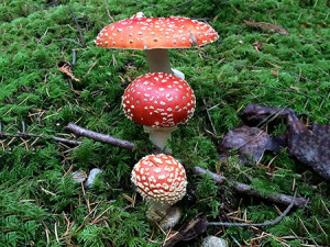 Amanita muscaria family