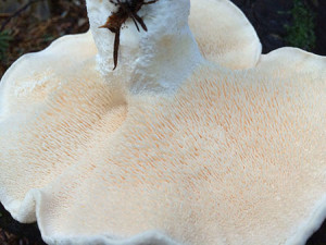 Hedgehog mushrooms, Sunshine Coast