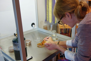 Meronwood Mushroom Lab Tofino Lobster Mushroom Culture2