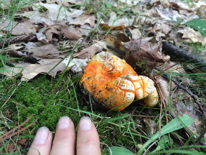 Lobster Mushroom, Horton, Ontario