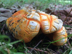 Lobster Mushroom, Horton, Ontario