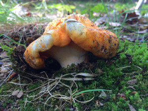 Lobster Mushroom, Horton, Ontario