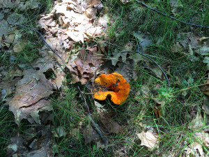 Lobster Mushroom, Horton, Ontario
