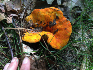 Lobster Mushroom, Horton, Ontario