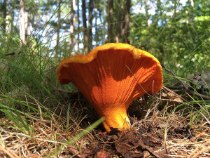 Lobster mushroom, Horton, Ontario