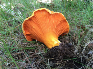 Lobster mushroom, Horton, Ontario