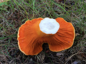 Lobster Mushroom, Horton, Ontario