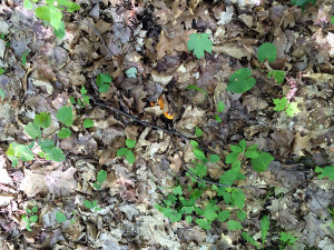 Lobster Mushroom, Horton, Ontario
