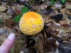 Amanita muscaria var. guessowii