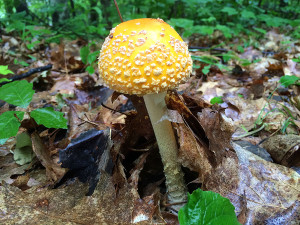 Amanita muscaria var. guessowii