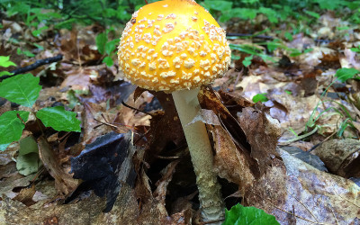 A muscaria var. guessowii, Ontario