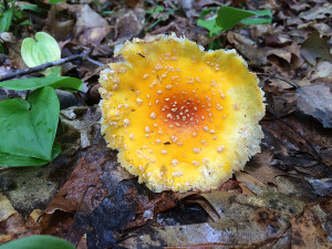 Amanita muscaria var. guessowii