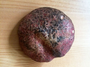 Boletus mirabilis, Horton, Ontario