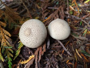 Tofino puffball mushroom, Love these.