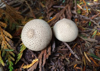 Tofino puffball mushroom, Love these.