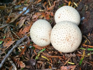 Tofino puffball mushroom, Love these.