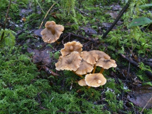 Winter Chanterelles